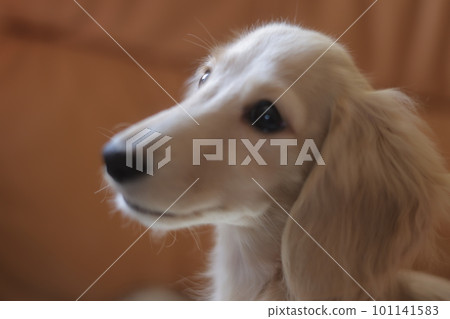 狗抬頭 101141583