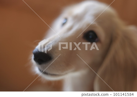 Staring dog 101141584
