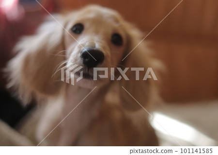 盯著狗 101141585