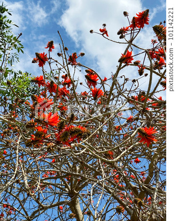 Erythrina Red Coral tree flowering, blooming in the sky Erythrina Red Coral tree flowering, blooming in the sky 101142221