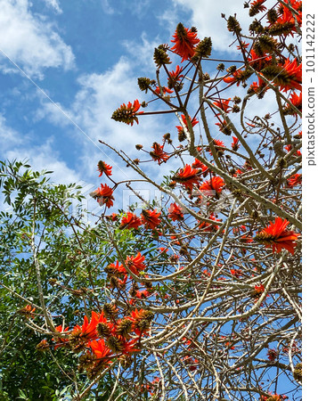 Erythrina Red Coral tree flowering, blooming in the sky Erythrina Red Coral tree flowering, blooming in the sky 101142222