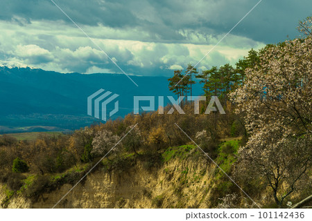 Flowering of dogwood and apple tree in early spring in sandy rocks near Melnik Bulgaria 101142436