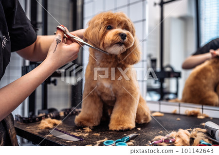 Haircut of a Maltipoo dog from a grooming salon. Haircut of a Maltipoo dog from a grooming salon. 101142643
