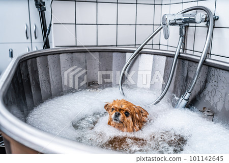 Little funny spitz in the spa salon. Dog care. The animal takes a bath. 101142645