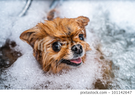 Little funny spitz in the spa salon. Dog care. The animal takes a bath. Little funny spitz in the spa salon. Dog care. The animal takes a bath. 101142647