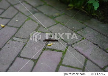 An eyestalk brown slug with black tentacles crawls along a paved path in his habitat in close-up on blurred background. Selective focus, shallow depth of field, natural background. An eyestalk brown slug with black tentacles crawls along a paved path in his habitat in close-up on blurred background. Selective focus, shallow depth of field, natural background. 101142767