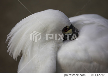 黑臉琵鷺肖像圖片 101142783