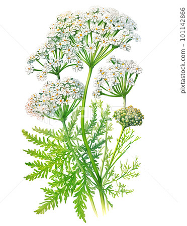 Yarrow (Achillea millefolium) plant isolated on white background. Generative AI illustration in realistic watercolor 101142866