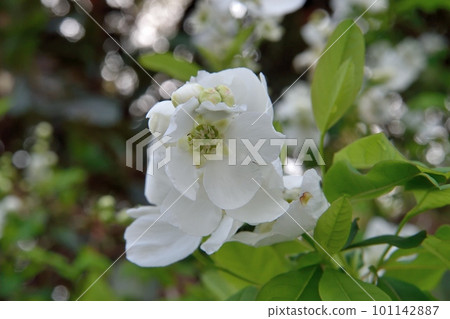 琉球白花 101142887