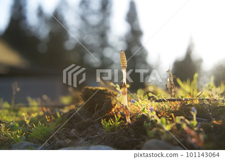 Tsukushi taking the sunrise 101143064