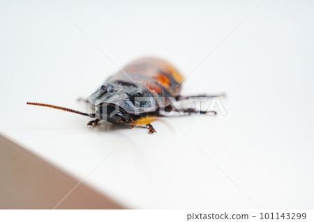 a large hissing Madagascar cockroach on a white surface. a large hissing Madagascar cockroach on a white surface. 101143299