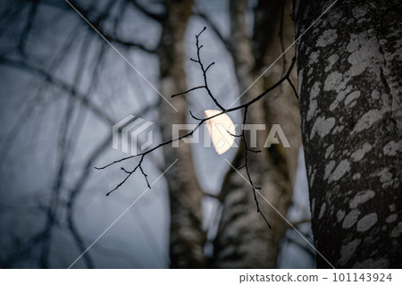 The moon between branches of a birch tree in the park on light blue sky during the golden sunset light The moon between branches of a birch tree in the park on light blue sky during the golden sunset light 101143924