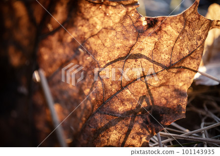 Dry textured bright golden fallen maple leaf with thick veins against bight sunset light with visible long grass silhouette behind it Dry textured bright golden fallen maple leaf with thick veins against bight sunset light with visible long grass silhouette behind it 101143935