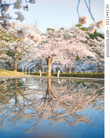 Cherry blossoms in full bloom at Ryutopia in Niigata City 101144130