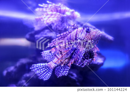 Beautiful lionfish swimming in clear aquarium water Beautiful lionfish swimming in clear aquarium water 101144224