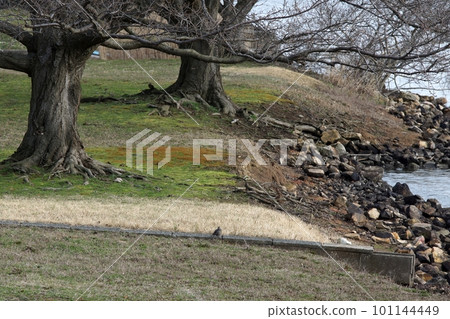 Tottori four seasons walk spring Qingdao 101144449
