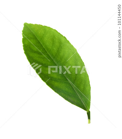 Fresh green citrus leaf isolated on white Fresh green citrus leaf isolated on white 101144450