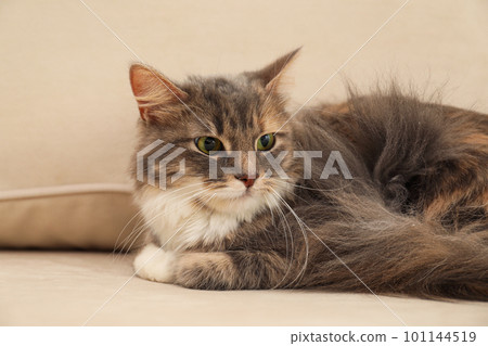 Cute fluffy cat on sofa at home. Domestic pet 101144519
