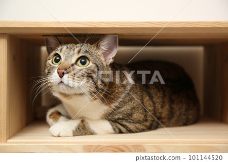 Cute tabby cat on wooden shelf. Friendly pet 101144520
