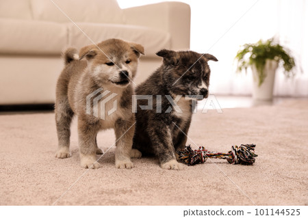 Cute Akita inu puppies with toy indoors. Friendly dogs Cute Akita inu puppies with toy indoors. Friendly dogs 101144525