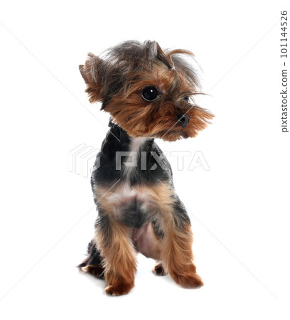 Cute Yorkshire terrier dog on white background 101144526