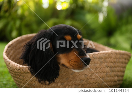 Cute dog relaxing in wicker basket outdoors, closeup. Friendly pet Cute dog relaxing in wicker basket outdoors, closeup. Friendly pet 101144534