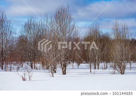 Trees of the forest at winter day. 101144885