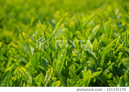 閃亮的新茶園[伊勢茶/水澤地區] 101145176