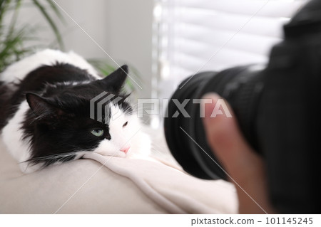 Professional animal photographer taking picture of beautiful cat at home, closeup Professional animal photographer taking picture of beautiful cat at home, closeup 101145245