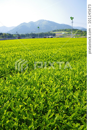 New tea plantations spread out at the foot of Mt. Suzuka [Ise tea/Mizusawa area] 101145673