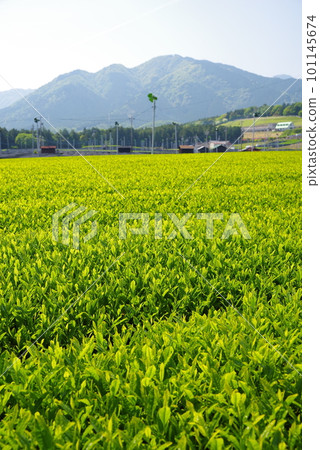 鈴鹿山腳下的新茶園[伊勢茶/水澤地區] 101145674