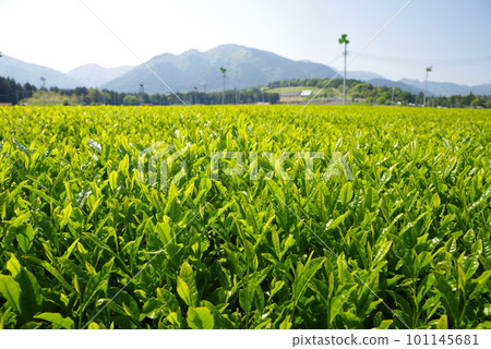 鈴鹿山腳下的新茶園[伊勢茶/水澤地區] 101145681
