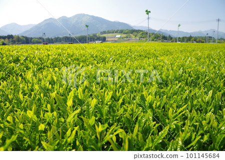 New tea plantations spread out at the foot of Mt. Suzuka [Ise tea/Mizusawa area] 101145684