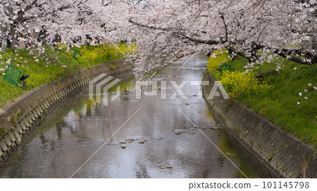 2023年春季櫻花油菜花景觀 101145798