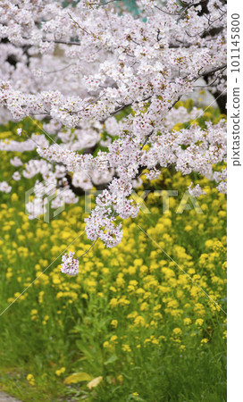 2023年春季櫻花油菜花景觀 101145800