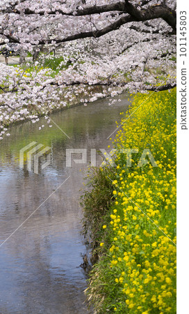 Landscape with cherry blossoms and rape blossoms in spring 2023 101145803