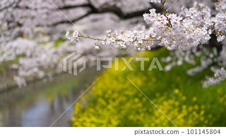 2023年春季櫻花油菜花景觀 101145804