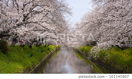2023年春季櫻花油菜花景觀 101145807