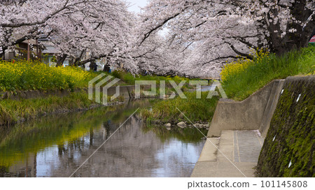 2023年春季櫻花油菜花景觀 101145808