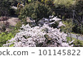 Cherry tree in the green forest 101145822