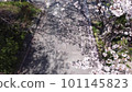 Cherry blossom petals piled up on the road 101145823