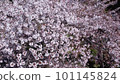 Cherry blossoms falling after full bloom 101145824