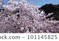Cherry blossoms in full bloom on a sunny day 101145825