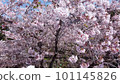 The cherry blossoms are starting to fall and the cherry blossom storm 101145826