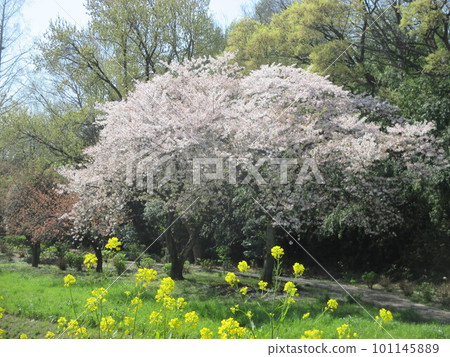 被盛開的櫻花所陶醉的本莊市若泉公園 被盛開的櫻花所陶醉的本莊市若泉公園 101145889