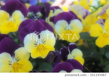 Colorful pansy Colorful pansy 101145967