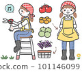 Set illustration of a woman harvesting at a fruit farm 101146099