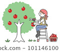 Cartoon of a woman harvesting apples 101146100