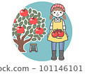 Cartoon of a woman harvesting apples 101146101