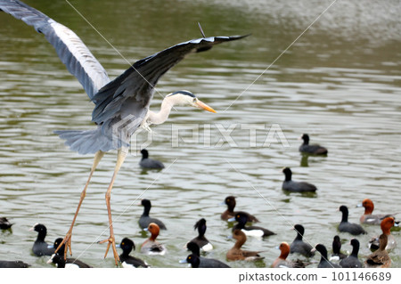 Flying green oak Flying green oak 101146689